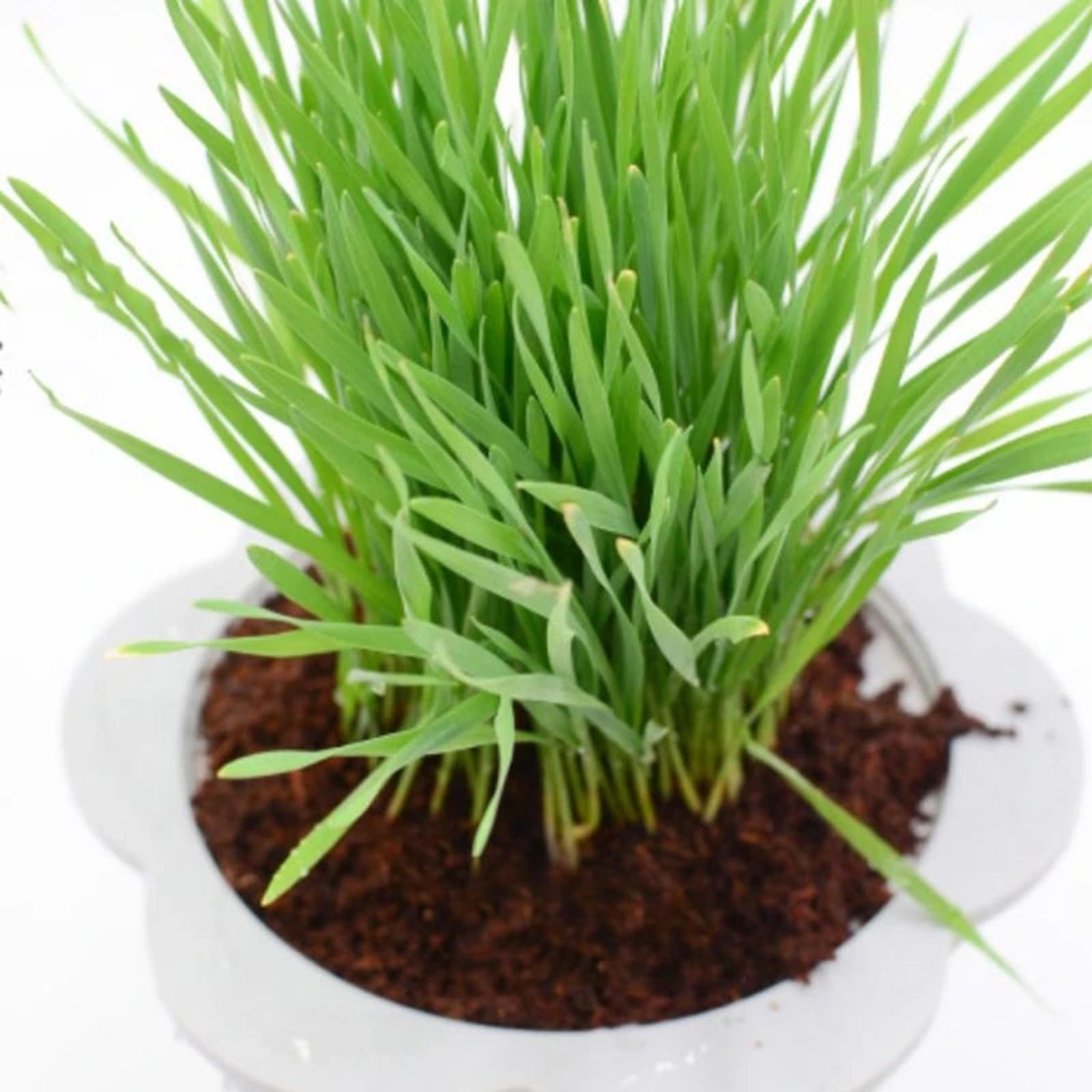 Substrate Coconut Fiber - Coconut Fibre Coconut Coir Brick Compressed