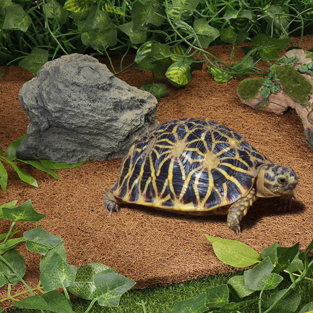 Coconut Substrate for Reptile  - Substrate Coconut Fiber review and price