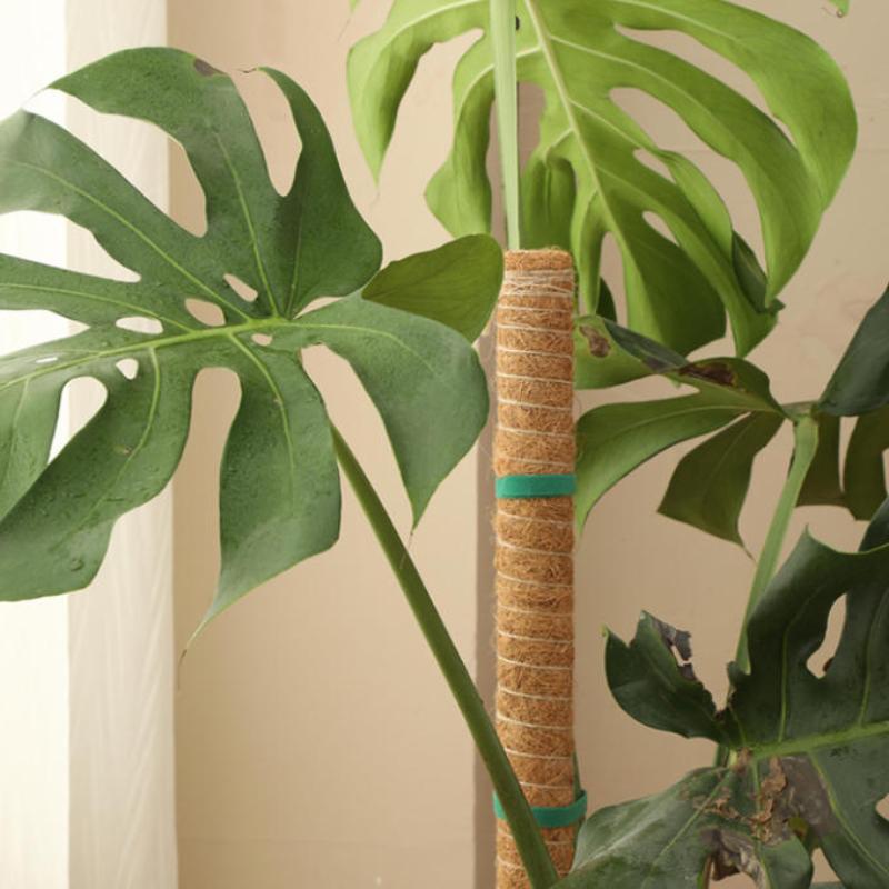 1Pcs Plant Growth Traction Rod - Vine Climbing Plastic review and price