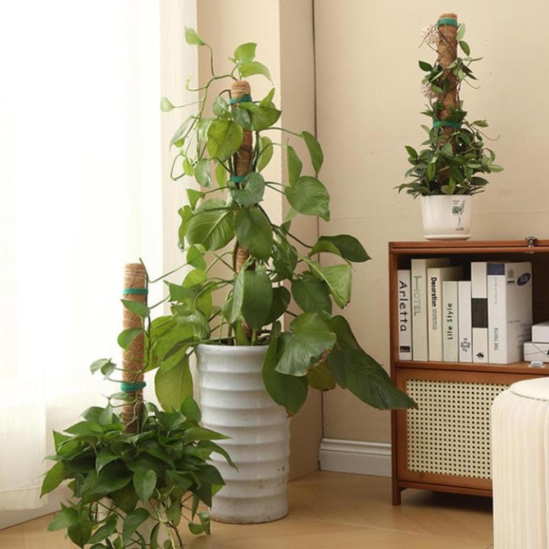 1Pcs Plant Growth Traction Rod - Vine Climbing Plastic review and price