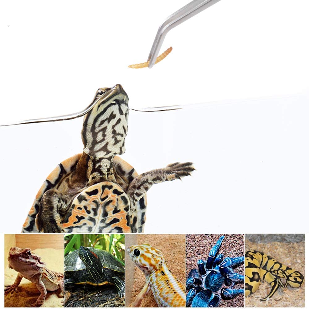 Stainless Steel Reptile Feedin - Feeding Tong Stainless review and price