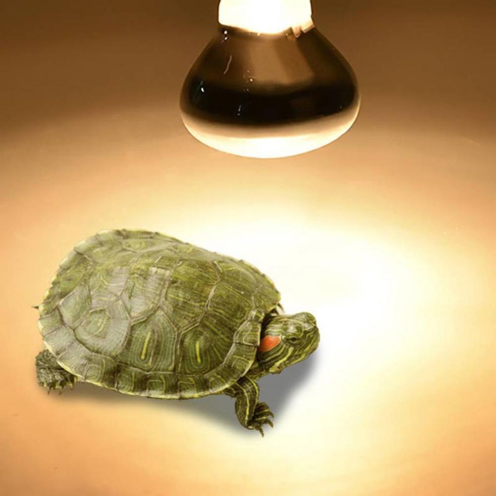 Turtle Temperature Controller  - Basking Bulb Halogen review and price