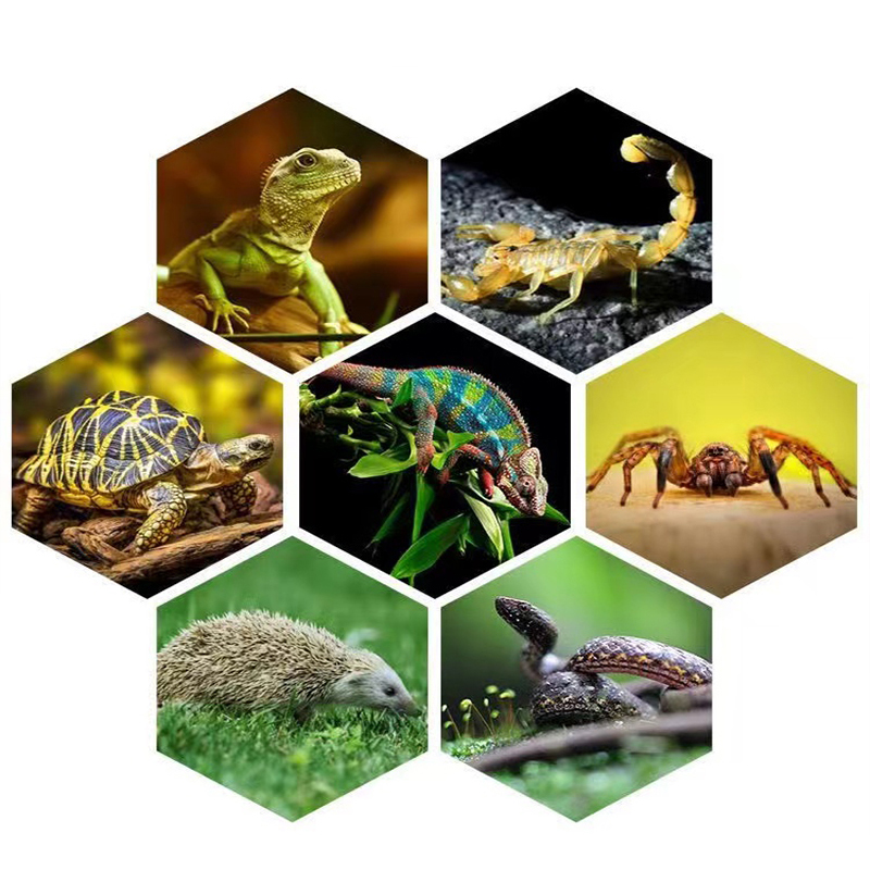 E27 13W/26W Reptile Uvb Lamp   - Calcium Powder Reptile review and price